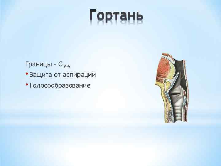 Границы – СIV-VI • Защита от аспирации • Голосообразование 