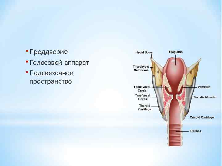  • Преддверие • Голосовой аппарат • Подсвязочное пространство 