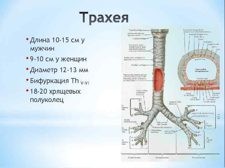  • Длина 10 -15 см у мужчин • 9 -10 см у женщин