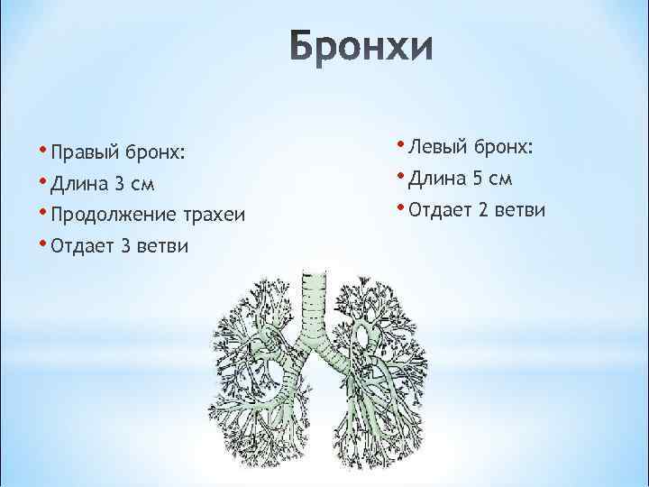 Левый бронх делится. Правый бронх делится на. Правый бронх делится на ветви. Главный бронх делится на. Бронх делится.