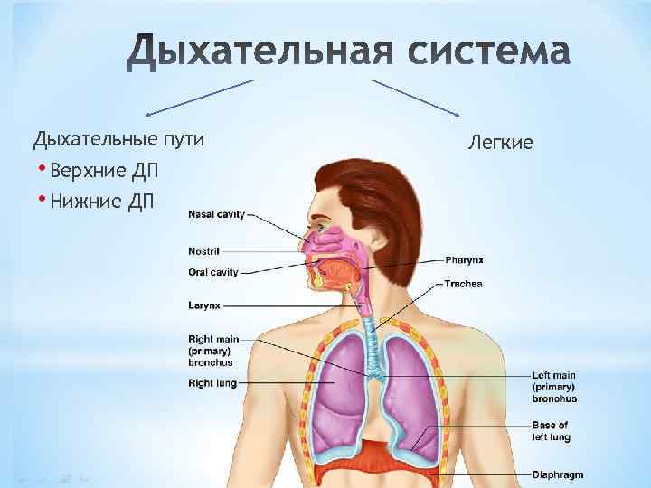 Дыхательные пути • Верхние ДП • Нижние ДП Легкие 