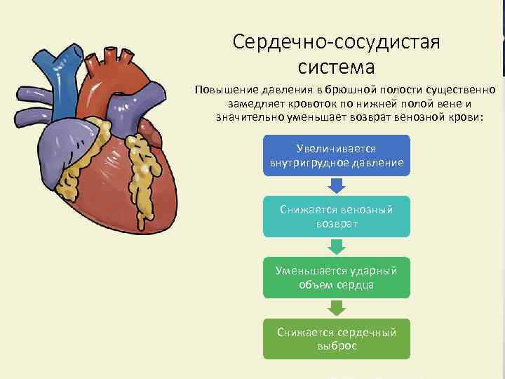 Сердечно-сосудистая система Повышение давления в брюшной полости существенно замедляет кровоток по нижней полой вене
