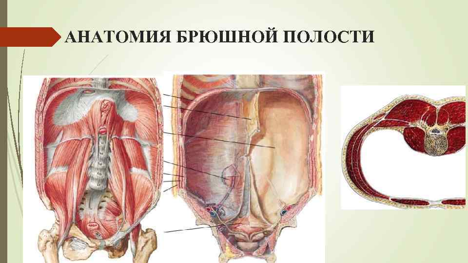 АНАТОМИЯ БРЮШНОЙ ПОЛОСТИ 