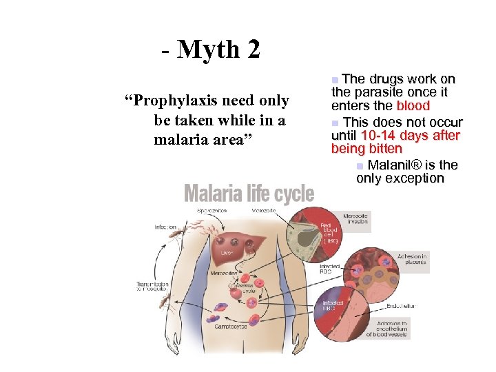  - Myth 2 The drugs work on the parasite once it enters the