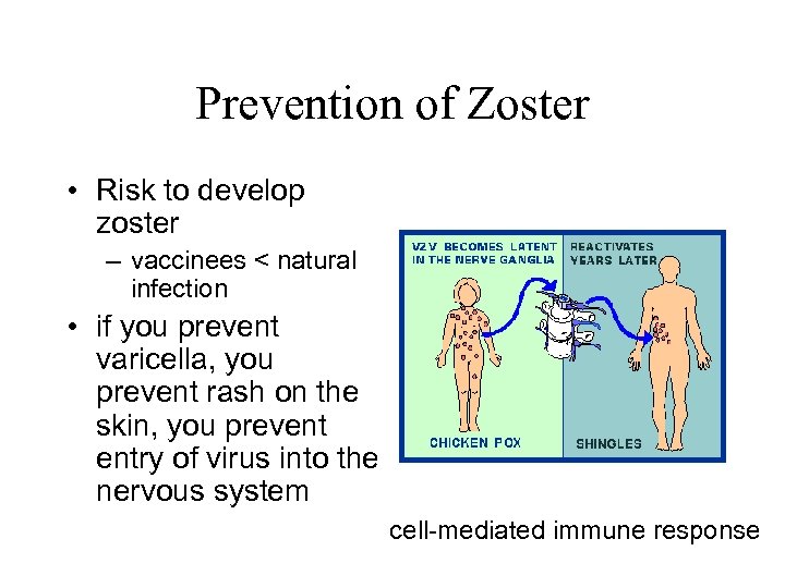 Prevention of Zoster • Risk to develop zoster – vaccinees < natural infection •