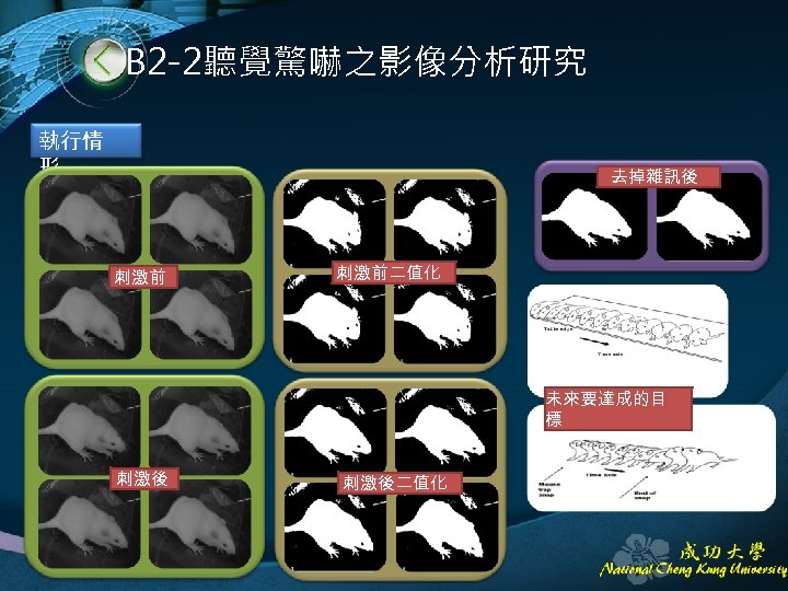 B 2 -2聽覺驚嚇之影像分析研究 執行情 形 去掉雜訊後 刺激前二值化 未來要達成的目 標 刺激後二值化 