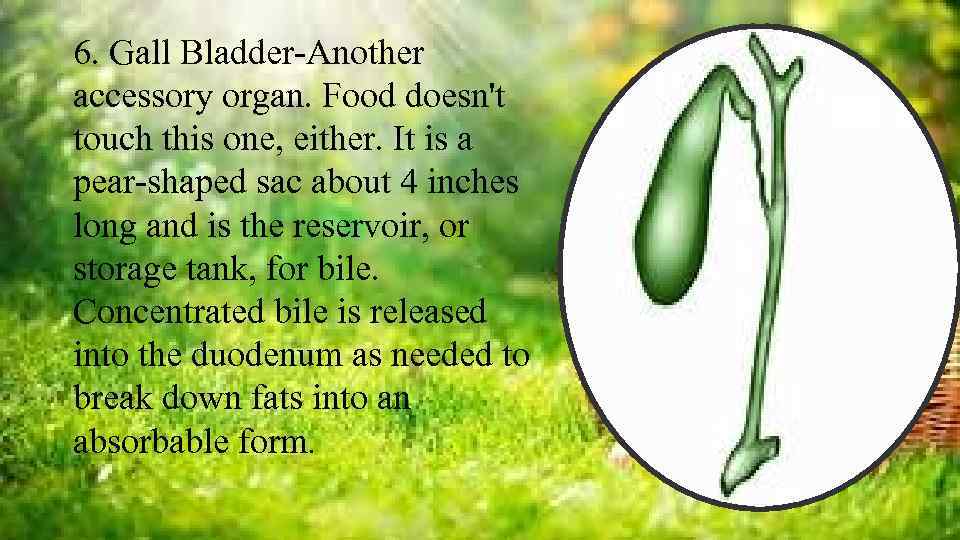 6. Gall Bladder-Another accessory organ. Food doesn't touch this one, either. It is a