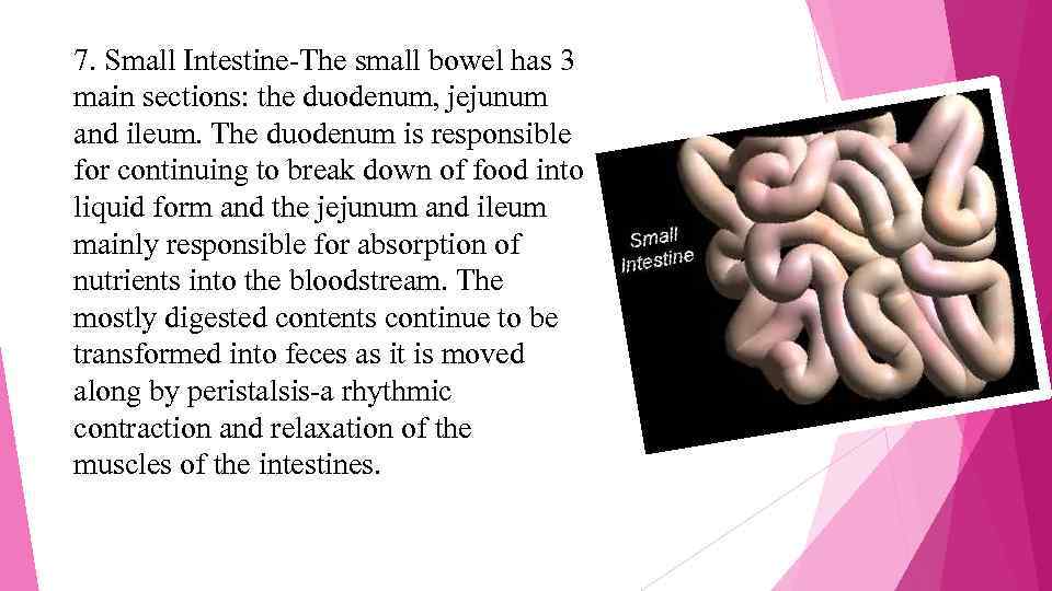 7. Small Intestine-The small bowel has 3 main sections: the duodenum, jejunum and ileum.