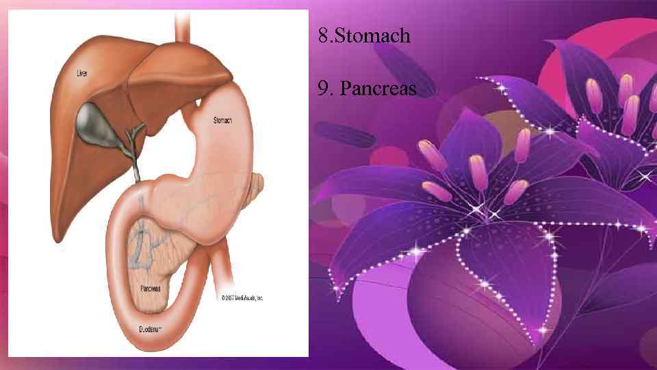 8. Stomach 9. Pancreas 