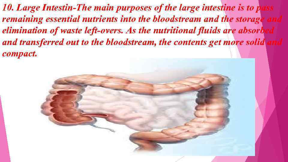 10. Large Intestin-The main purposes of the large intestine is to pass remaining essential