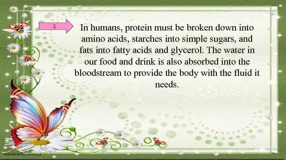 2 In humans, protein must be broken down into amino acids, starches into simple