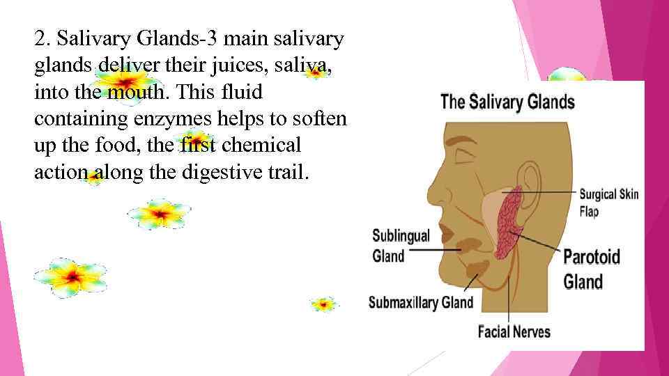 2. Salivary Glands-3 main salivary glands deliver their juices, saliva, into the mouth. This