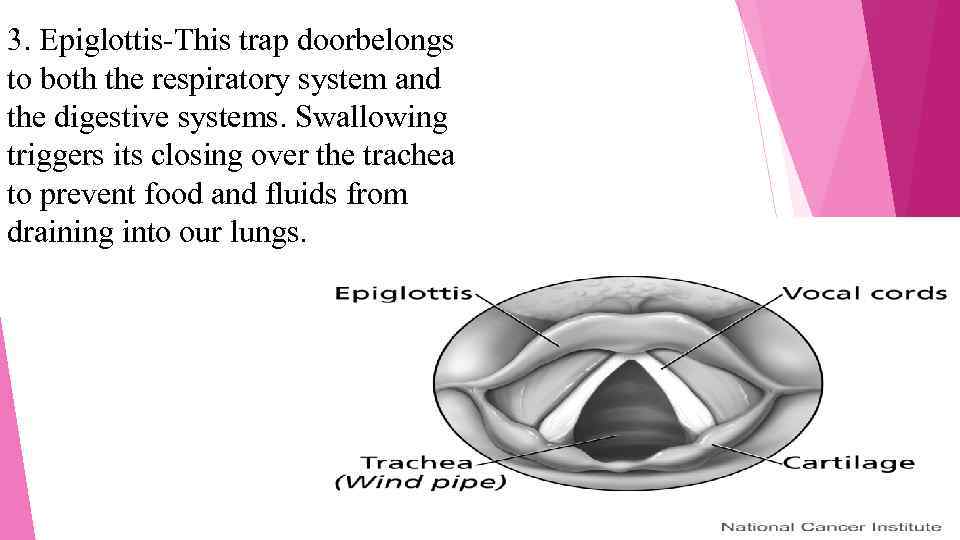 3. Epiglottis-This trap doorbelongs to both the respiratory system and the digestive systems. Swallowing