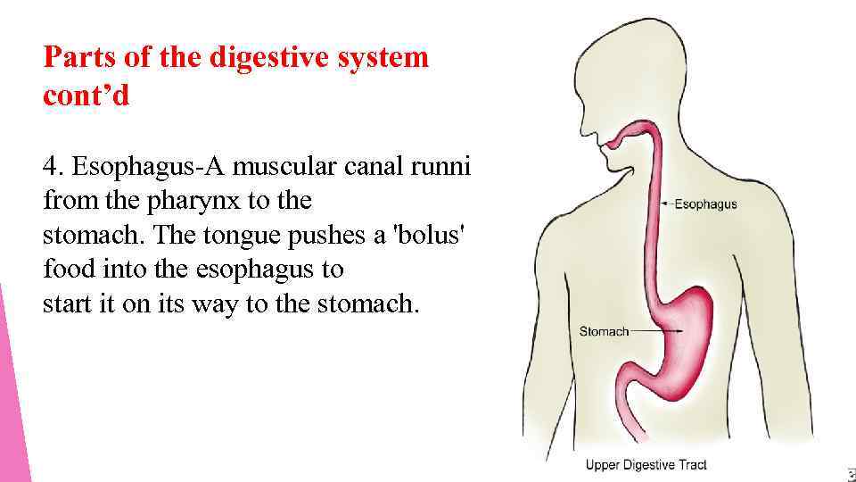 Parts of the digestive system cont’d 4. Esophagus-A muscular canal running from the pharynx