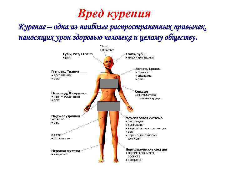 Вред курения Курение – одна из наиболее распространенных привычек, наносящих урон здоровью человека и