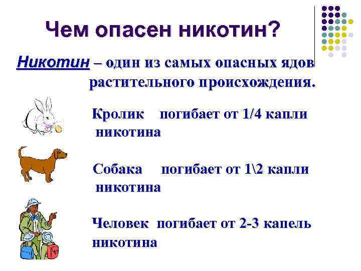 Чем опасен никотин? Никотин – один из самых опасных ядов растительного происхождения. Кролик погибает