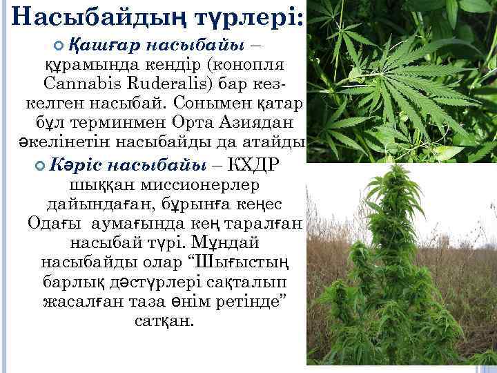 Насыбайдың түрлері: насыбайы – құрамында кендір (конопля Cannabis Ruderalis) бар кез келген насыбай. Сонымен