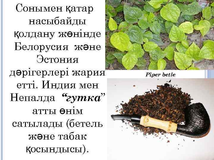 Сонымен қатар насыбайды қолдану жөнінде Белорусия және Эстония дәрігерлері жария етті. Индия мен Непалда