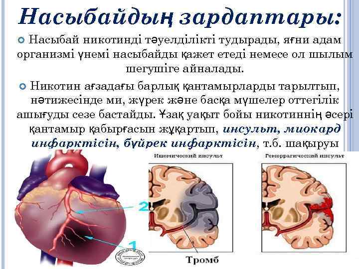 Насыбайдың зардаптары: Насыбай никотинді тәуелділікті тудырады, яғни адам организмі үнемі насыбайды қажет етеді немесе