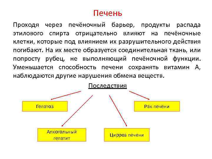Печень Проходя через печёночный барьер, продукты распада этилового спирта отрицательно влияют на печёночные клетки,