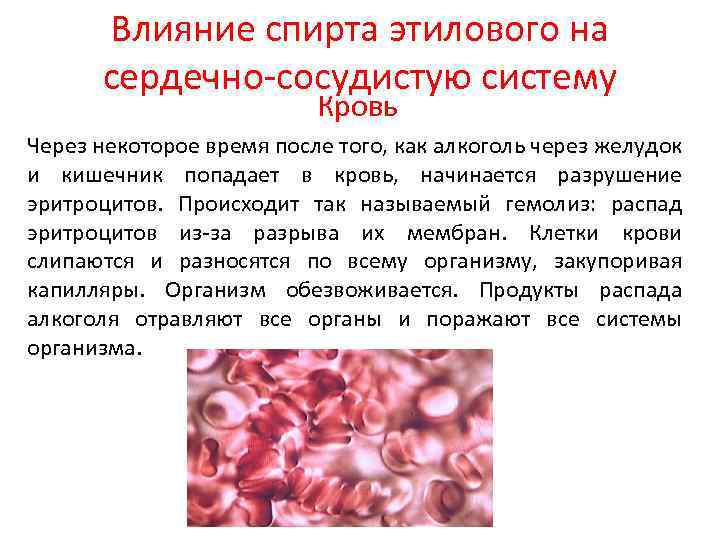 Влияние спирта этилового на сердечно-сосудистую систему Кровь Через некоторое время после того, как алкоголь