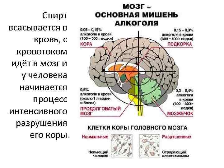Спирт всасывается в кровь, с кровотоком идёт в мозг и у человека начинается процесс