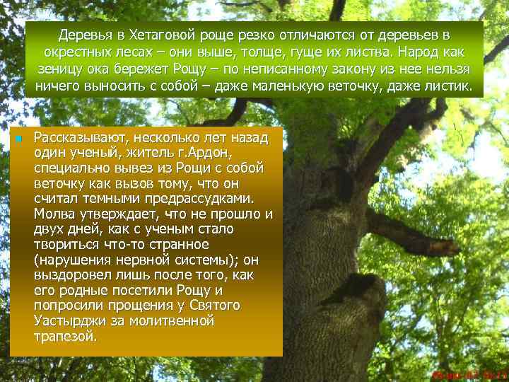 Деревья в Хетаговой роще резко отличаются от деревьев в окрестных лесах – они выше,