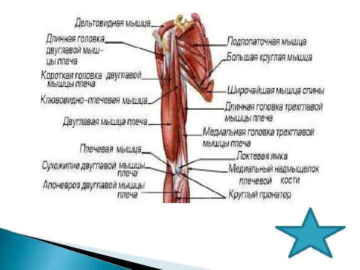 Укажите прикрепление плечевой мышцы