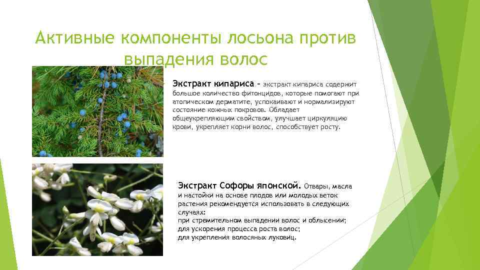 Активные компоненты лосьона против выпадения волос Экстракт кипариса - экстракт кипариса содержит большое количество