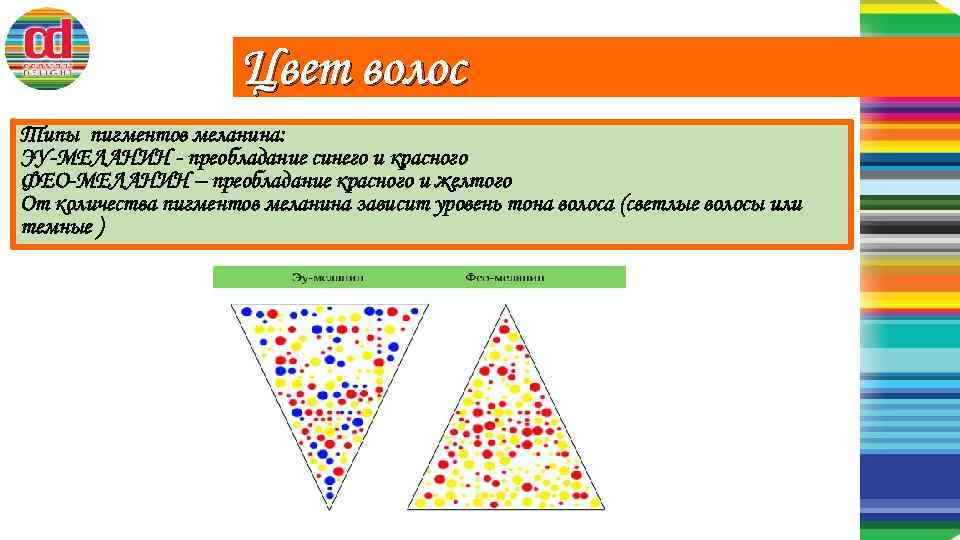 Цвет волос Типы пигментов меланина: ЭУ-МЕЛАНИН - преобладание синего и красного ФЕО-МЕЛАНИН – преобладание