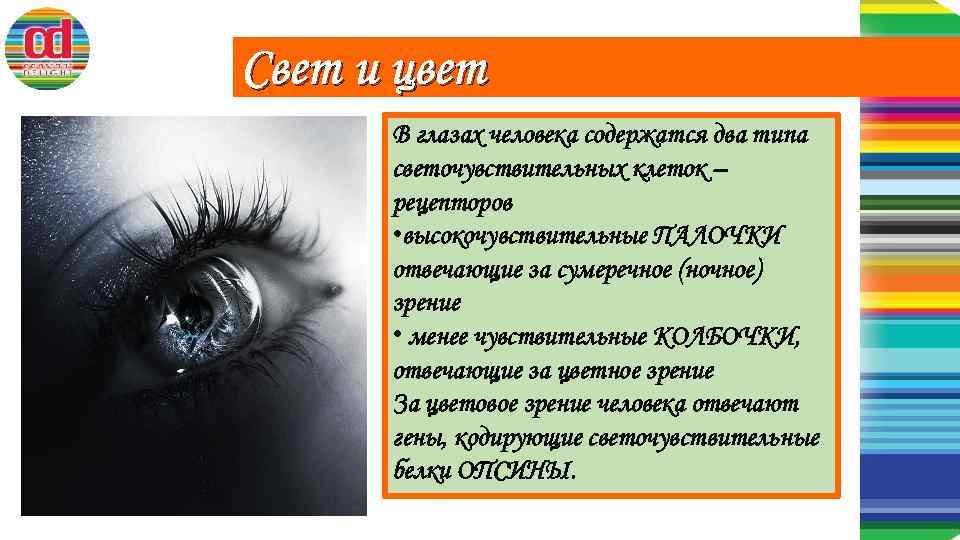 Свет и цвет В глазах человека содержатся два типа светочувствительных клеток – рецепторов •