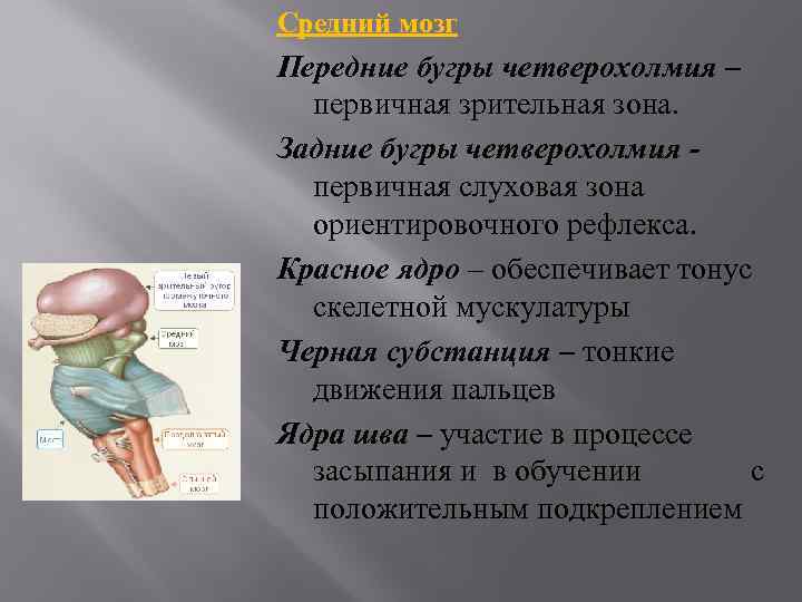 Средний мозг Передние бугры четверохолмия – первичная зрительная зона. Задние бугры четверохолмия - первичная