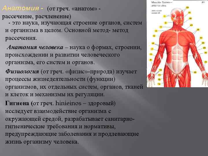 Анатомия - (от греч. «анатом» - рассечение, расчленение) - это наука, изучающая строение органов,