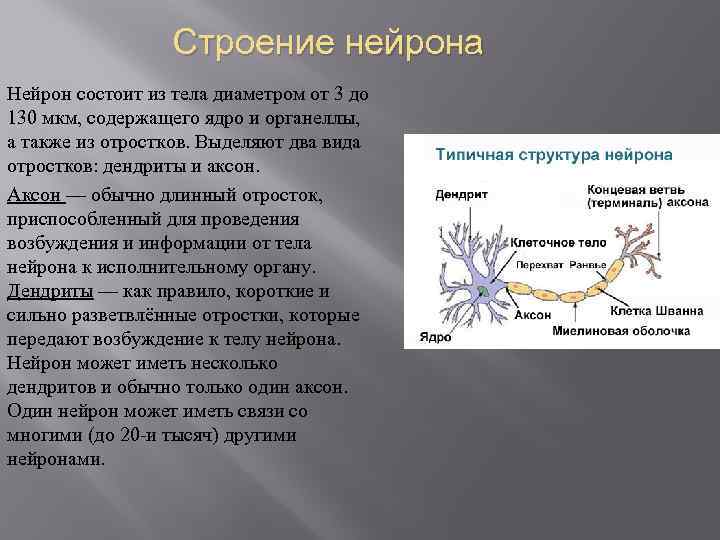 Строение нейрона Нейрон состоит из тела диаметром от 3 до 130 мкм, содержащего ядро