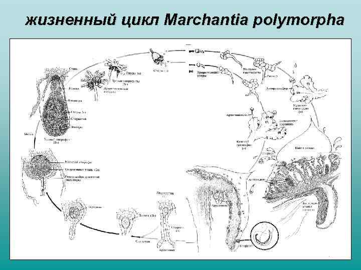 жизненный цикл Marchantia polymorpha 