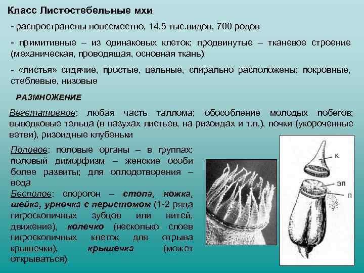 Класс Листостебельные мхи - распространены повсеместно, 14, 5 тыс. видов, 700 родов - примитивные