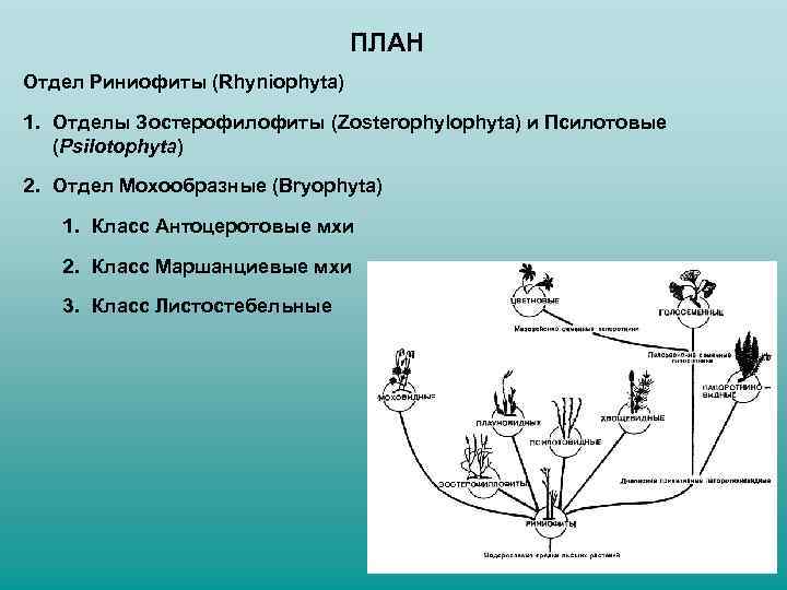 Строение риниофитов рисунок