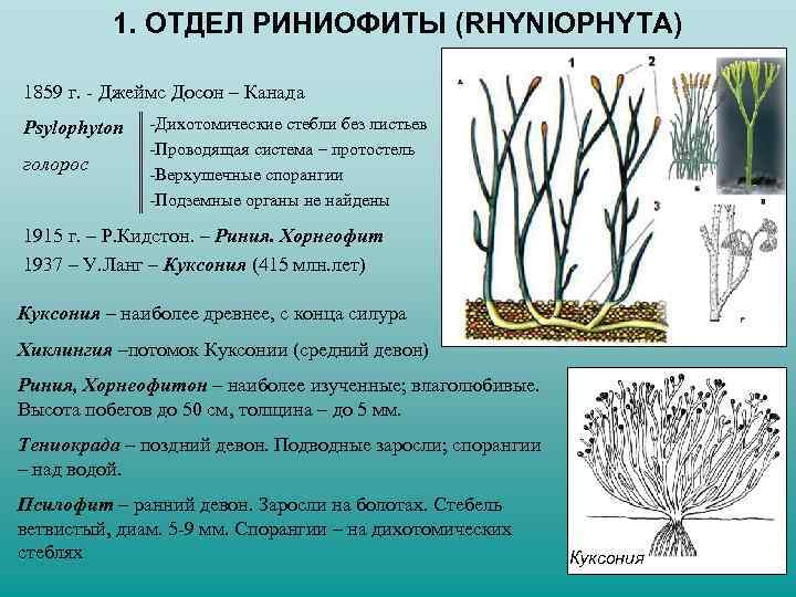 Предок риниофитов