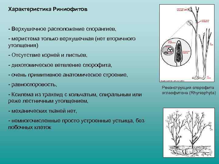 Характеристика Риниофитов - Верхушечное расположение спорангиев, - меристема только верхушечная (нет вторичного утолщения) -