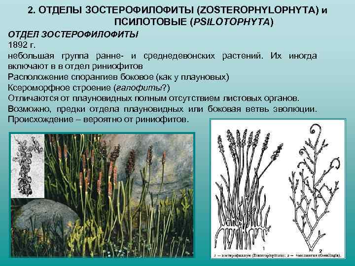 2. ОТДЕЛЫ ЗОСТЕРОФИЛОФИТЫ (ZOSTEROPHYLOPHYTA) и ПСИЛОТОВЫЕ (PSILOTOPHYTA) ОТДЕЛ ЗОСТЕРОФИЛОФИТЫ 1892 г. небольшая группа ранне-