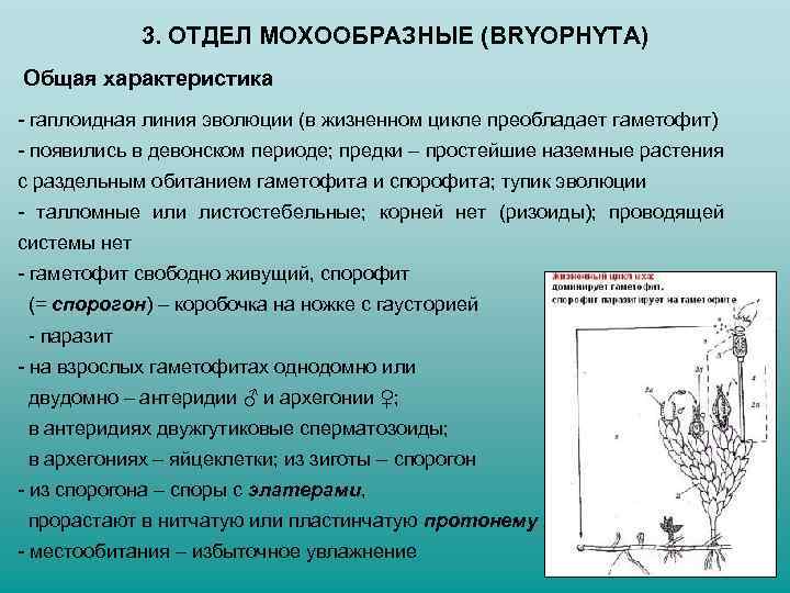 3. ОТДЕЛ МОХООБРАЗНЫЕ (BRYOPHYTA) Общая характеристика - гаплоидная линия эволюции (в жизненном цикле преобладает