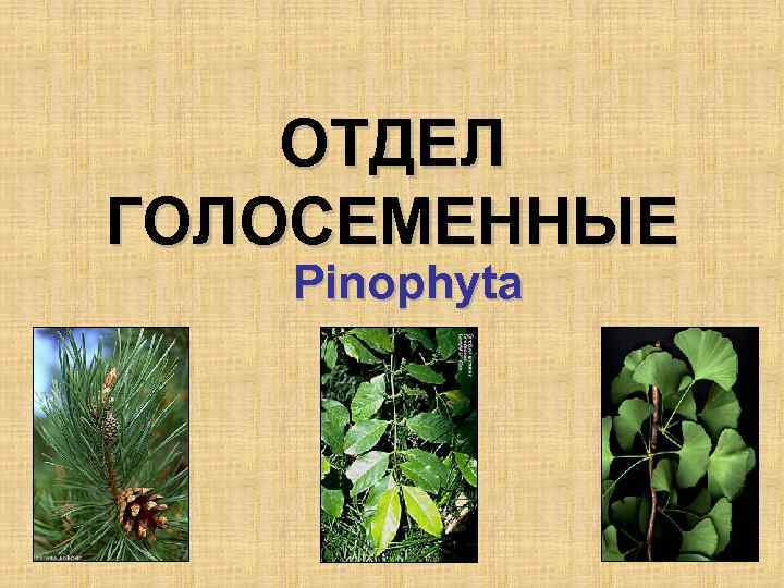 ОТДЕЛ ГОЛОСЕМЕННЫЕ Pinophyta 