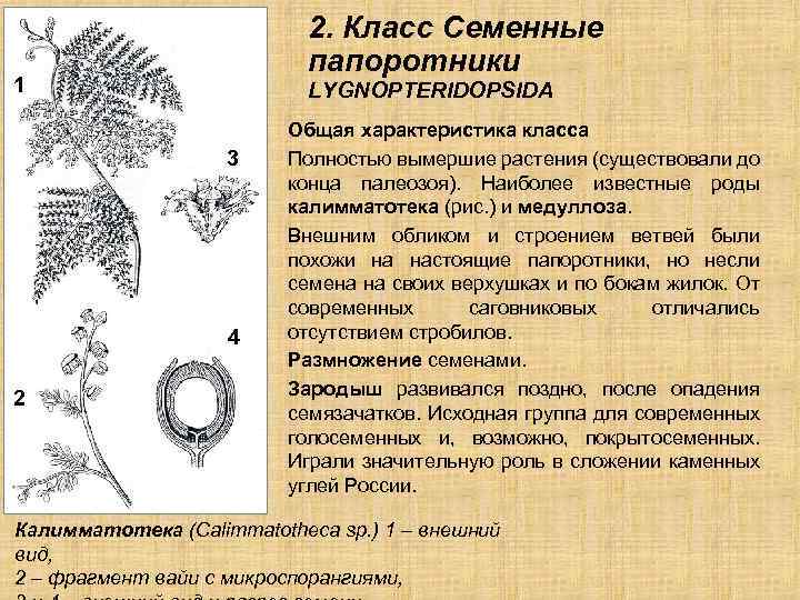 2. Класс Семенные папоротники 1 LYGNOPTERIDOPSIDA 3 4 2 Общая характеристика класса Полностью вымершие