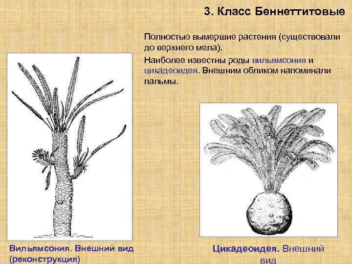 3. Класс Беннеттитовые Полностью вымершие растения (существовали до верхнего мела). Наиболее известны роды вильямсония