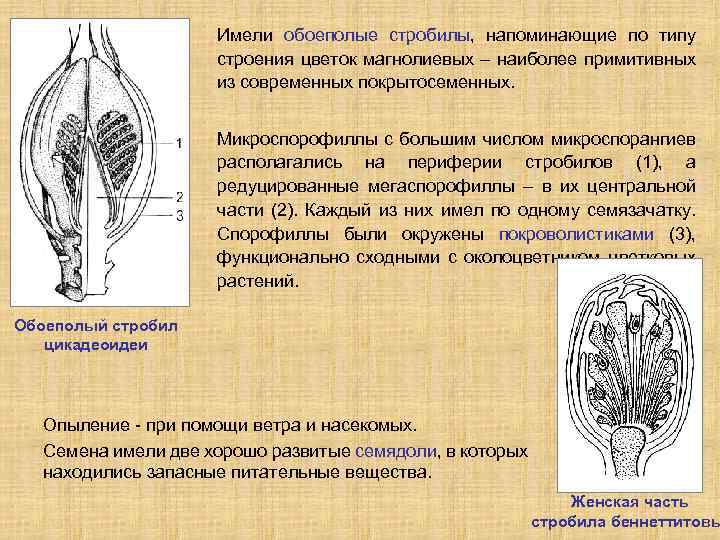 Имели обоеполые стробилы, напоминающие по типу строения цветок магнолиевых – наиболее примитивных из современных