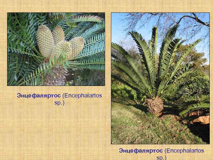 Энцефаляртос (Encephalartos sp. ) 