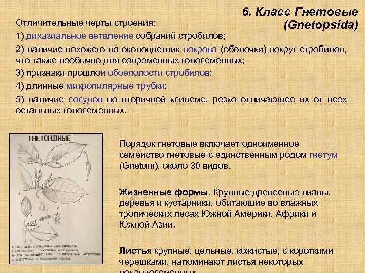 6. Класс Гнетовые (Gnetopsida) Отличительные черты строения: 1) дихазиальное ветвление собраний стробилов; 2) наличие