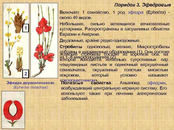 Порядок 3. Эфедровые 1 2 Эфедра двухколосковая (Ephedra distachya) Включает 1 семейство, 1 род