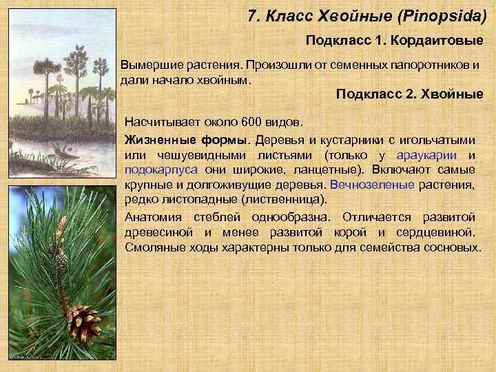 7. Класс Хвойные (Pinopsida) Подкласс 1. Кордаитовые Вымершие растения. Произошли от семенных папоротников и