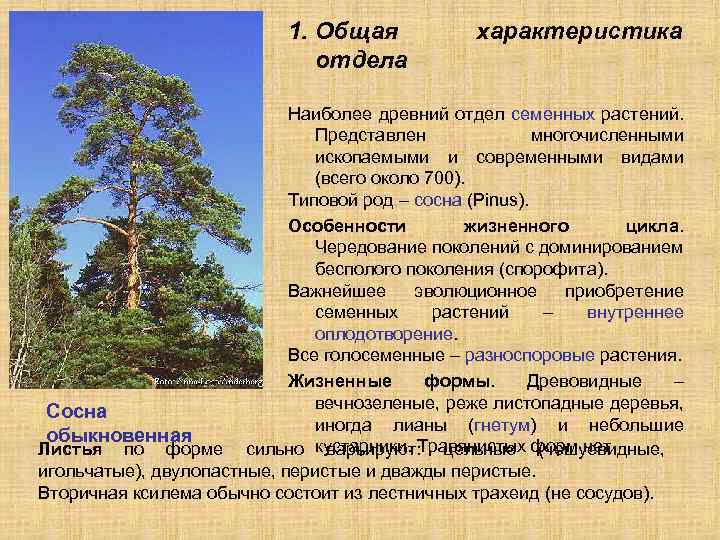 1. Общая отдела характеристика Наиболее древний отдел семенных растений. Представлен многочисленными ископаемыми и современными